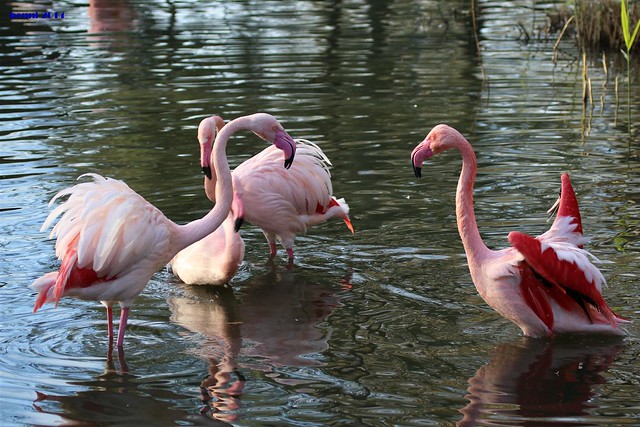 002 flamingo washing