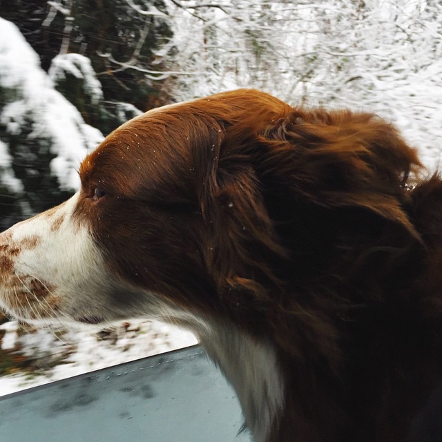 His favorite part of the drive. #majorsworld #anaussieslife #ontheroad #winterwonderland #liveauthentic #livefolk
