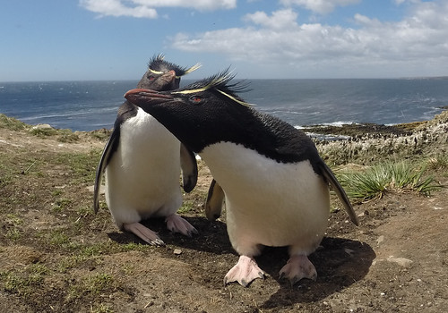 Rockhopper penguins in the Falklands | by Sallyrango