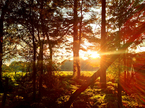 trees sunset forest woods tramonto sundown hampshire national trust headley copse gentles ludshott