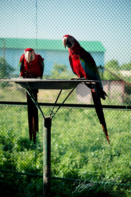 The beautiful Macaws