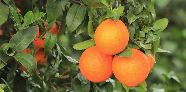 Valencian Oranges