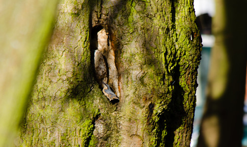 Nuthatch on a tree trunk, Bantock Park