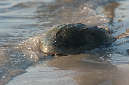Phot of horseshoe crab in the water on a beach