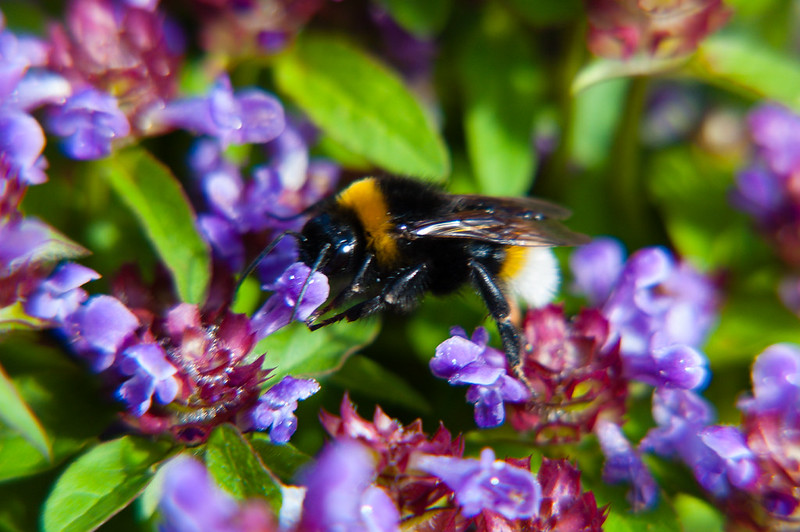 Bumblebee collecting: bugle flowers