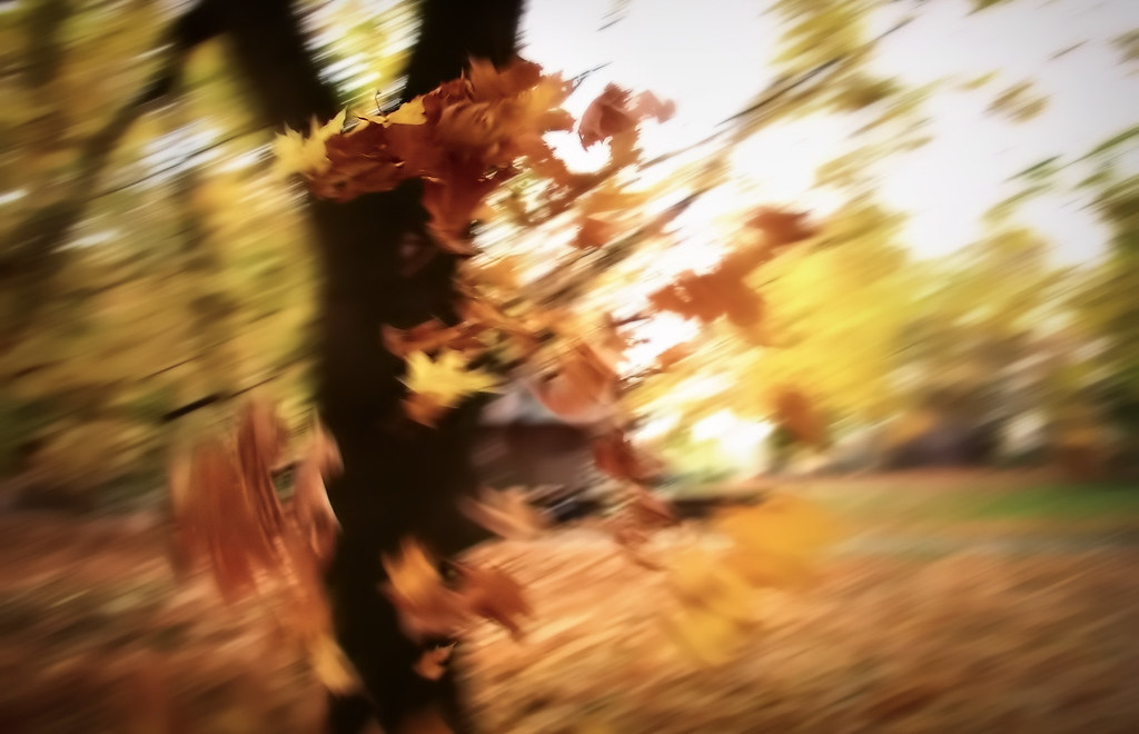 Autumn leaves fly