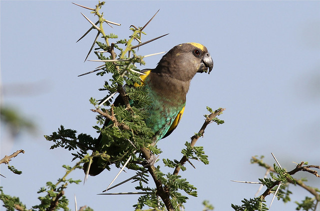 Poicephalus meyeri (Brown Parrot)