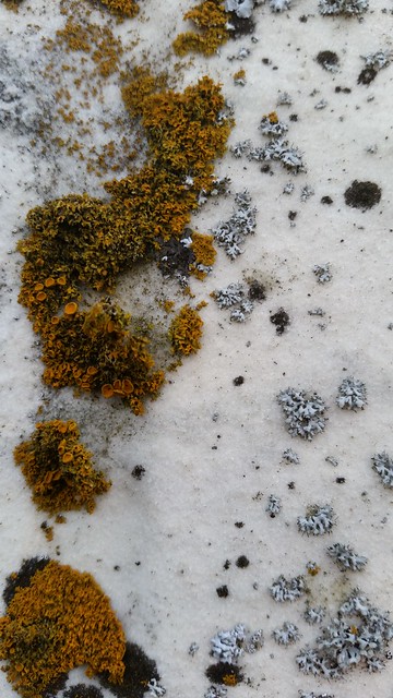 Lichens and sandstone