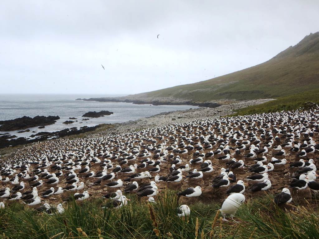Albatross