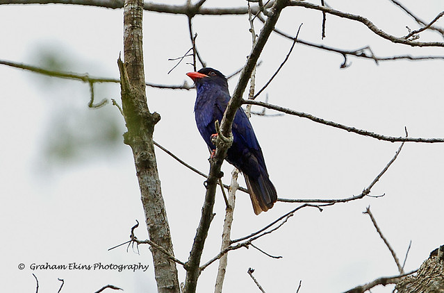 Purple Dollarbird,    Azure Dollarbird,   Eurystomus azureus,   North Moluccan Endemic,