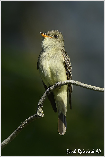 Eastern Wood Pewee singing up a storm