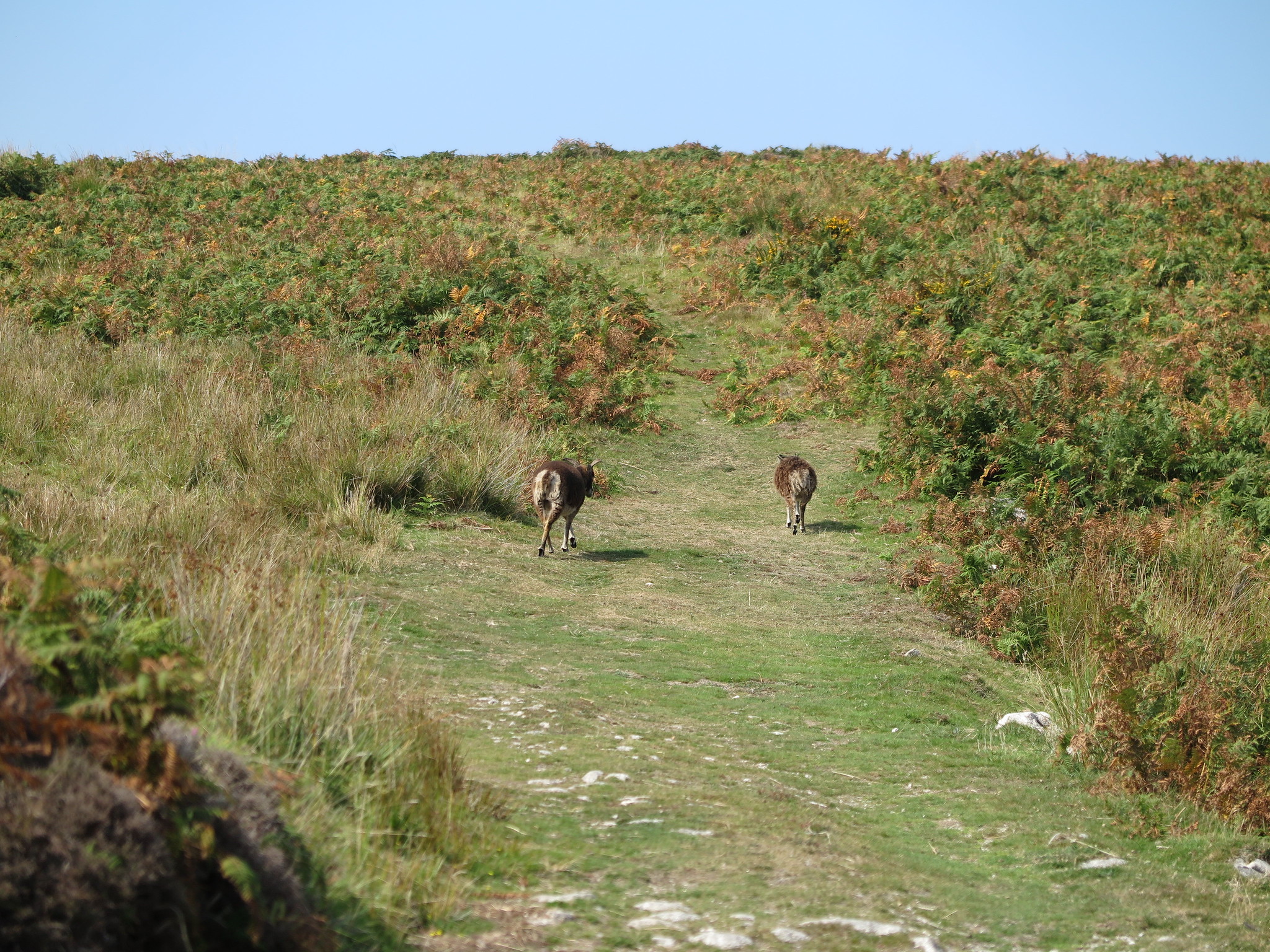 (Lundy Trip)