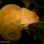 Chameleon at night