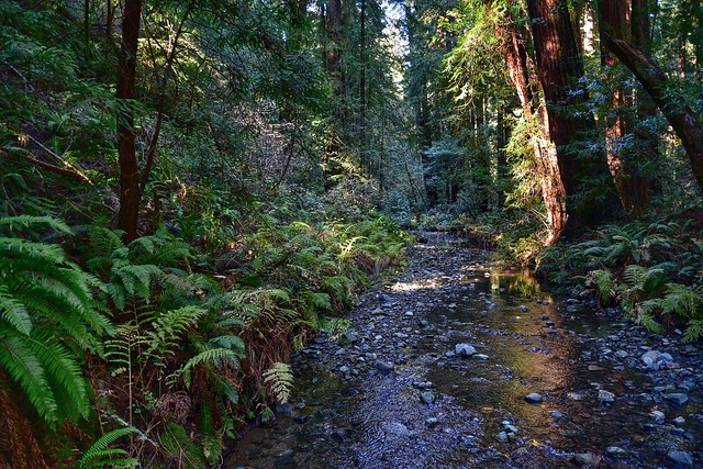 Muir Woods, Coastal Redwood Forest ( see descrip)