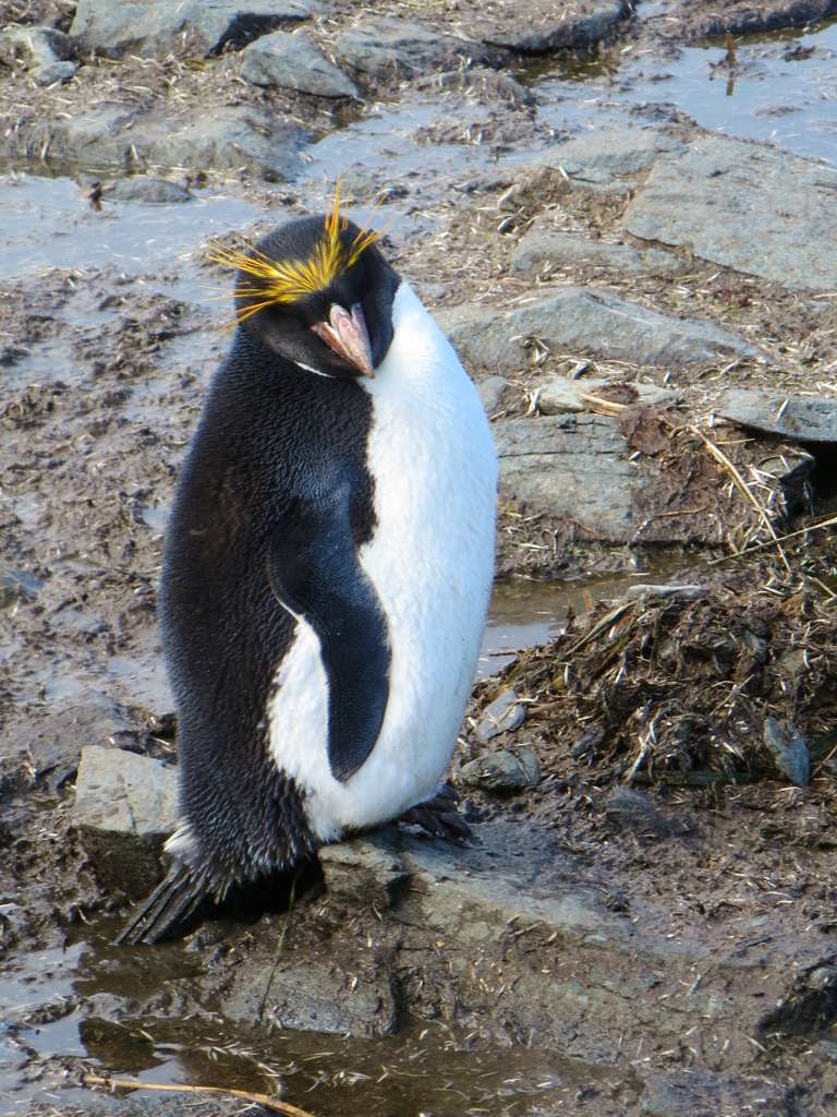 rockhopper penguin height