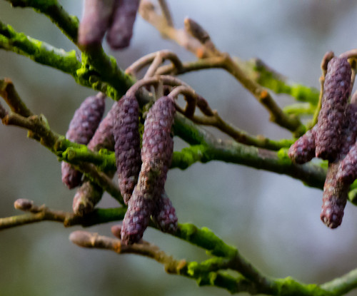 Touch of purple: alder catkins