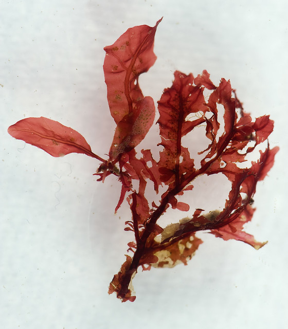 ?Delesseria sanguinea: Two plants