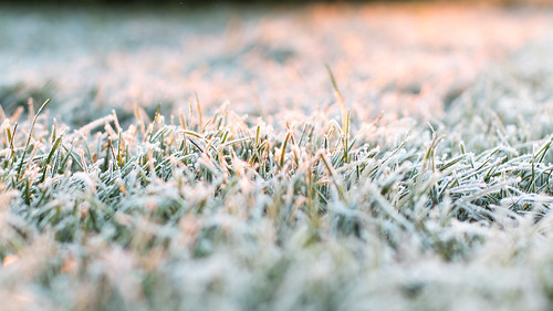 morning winter grass canon 50mm frost bokeh poland polska usm wroclaw 2014 wrocław 70d 50mmphotography