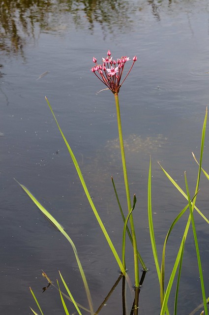 Butomus umbellatus. Flowering-rush.