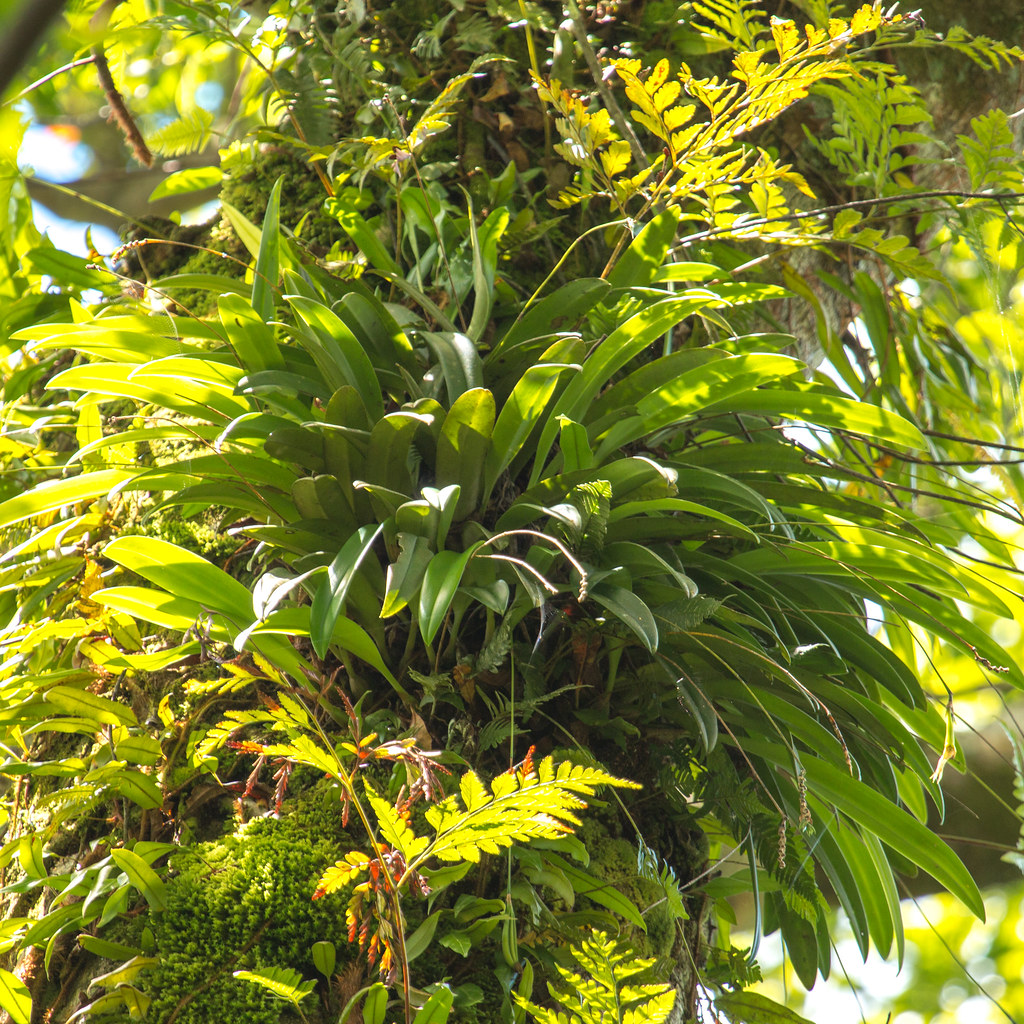 Bulbophyllum guamense | Lainie Zarones | Flickr