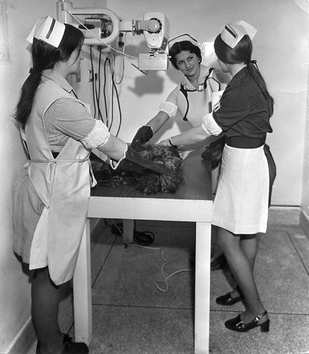 veterinary-nurses-veterinary-nurses-1970s-nurses-uniforms-and