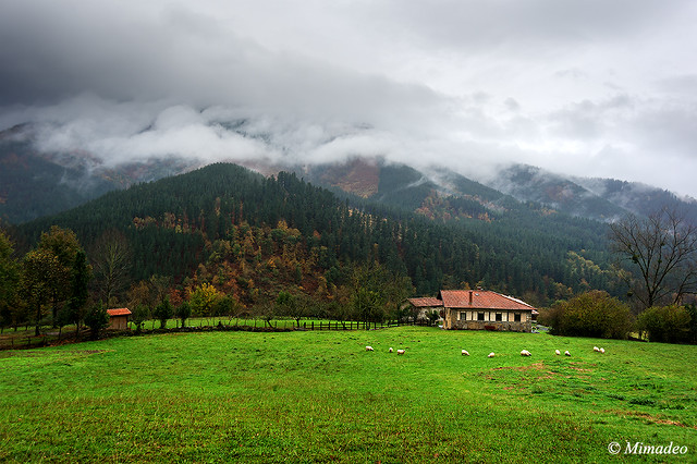 farm with sheep and misty mountains