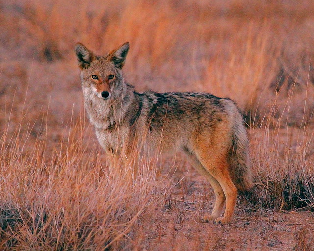 IMG_0057 Coyote at Dusk