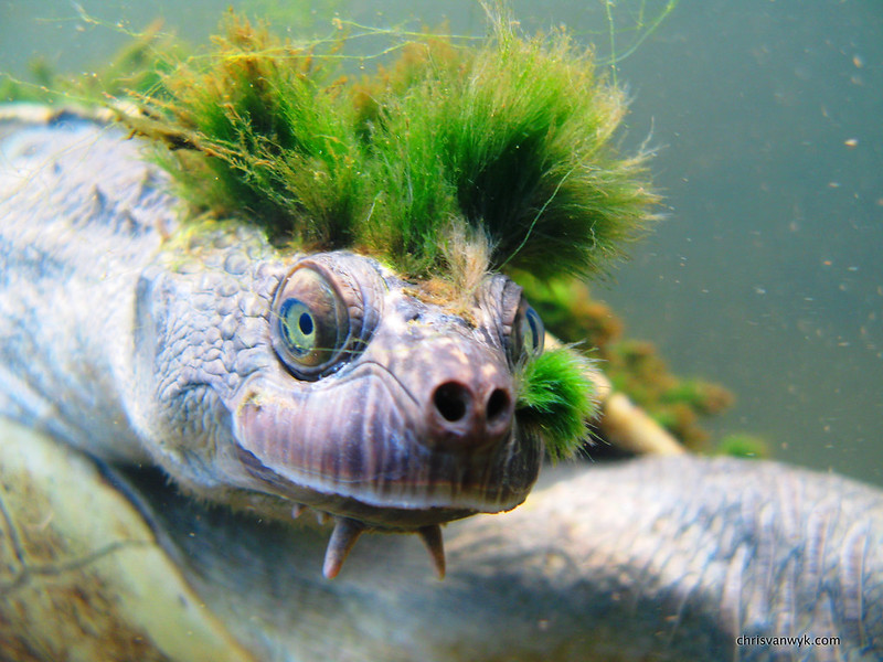 MAry River Turtle 2