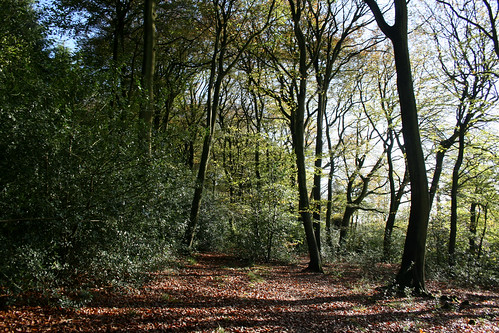 Monkton Wood 