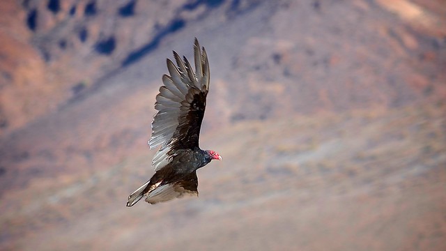 Turkey Vulture  Cathartes aura