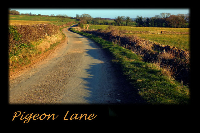 PIgeon Lane: please read my poem