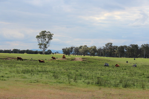 sky nature field landscape weide cattle cows natur himmel australia judith australien landschaft stratford kühe becker munro 2014 rinder weidefläche