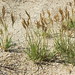 Flickr photo 'saltgrass, Distichlis spicata' by: Jim Morefield.