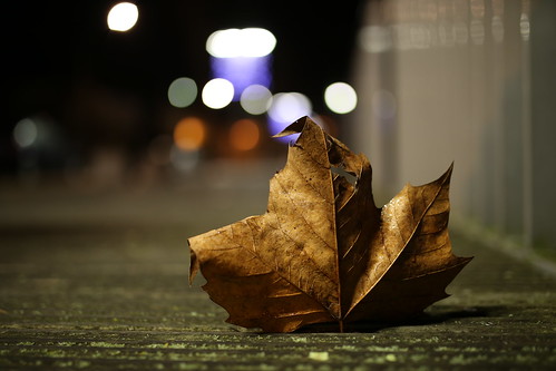 One leaf | by Digic-Vision