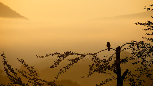 morning mist tree bird silhouette sunrise warm cumbria braithwaite 2013