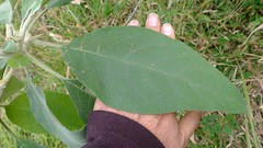 Solanum mauritianum leaf