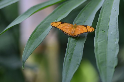 butterfly texas houstonmuseumofnaturalscience houstontexas juliabutterfly