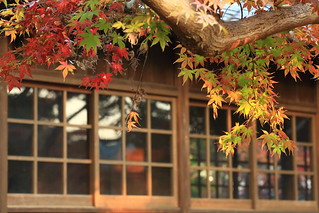 maple leaves by the window.