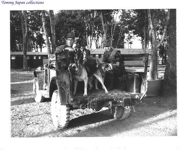 Vũng Tàu (212th Military Police Sentry Dogs) 1965/67 - Pho… | Flickr