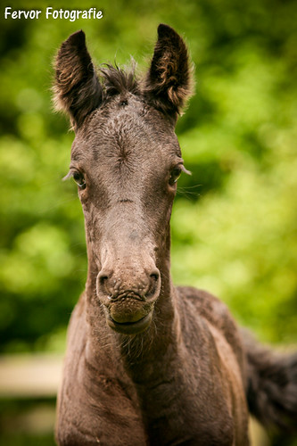 Fien | by Fervor Fotografie
