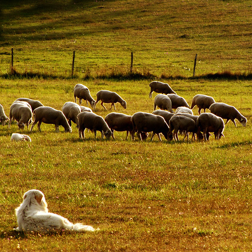 dog chien grass cane italia sheep flock lawn perro campagne moutons oveja pelouse herbe appennino pecore hierba molise isernia rebaño césped vastogirardi pascolo gregge troupeau transumanza pastoreabruzzese archifraisernia francescodevincenzi