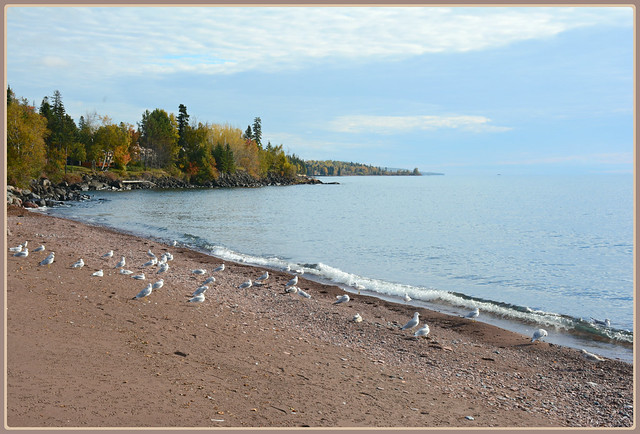 ~~~ Seagulling the Shoreline - II. ~~~