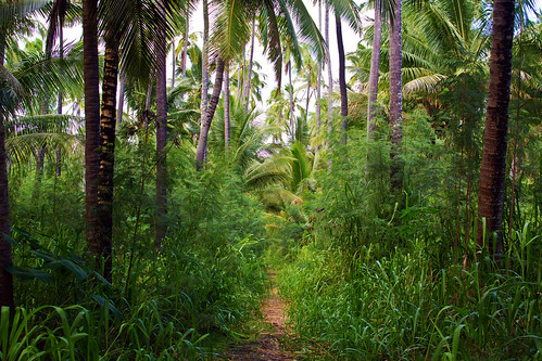 abandoned hawaii kauai wailua coconutgrove cocopalmsresort nikon35mmf18gafsdxlens wailuahawaii