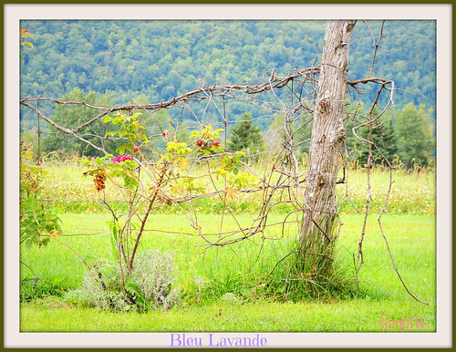 field landscape paysage lavande champ herbe gazon bleulavande scenicfence clôturepittoresque 20150926vacancesdété