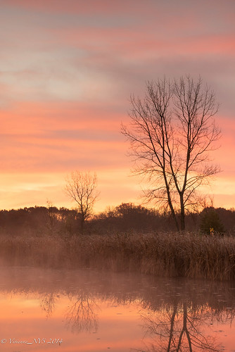 mist fog sunrise illinois pond preserves lakecounty foggyscenes lakecountyforestpreserves halfdayforestpreserve lcfpd halfdaypond