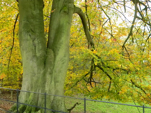 Forked tree Merstham to Tattenham Corner