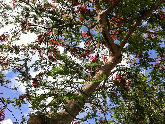 Under the Poinciana