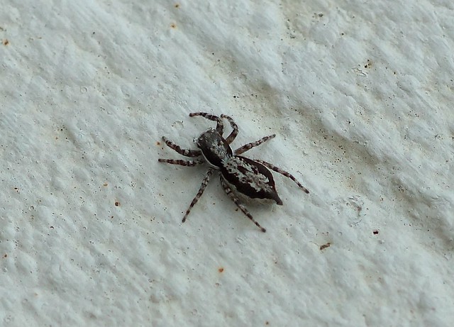 jumping spider---Menemerus bivittatus ( female )