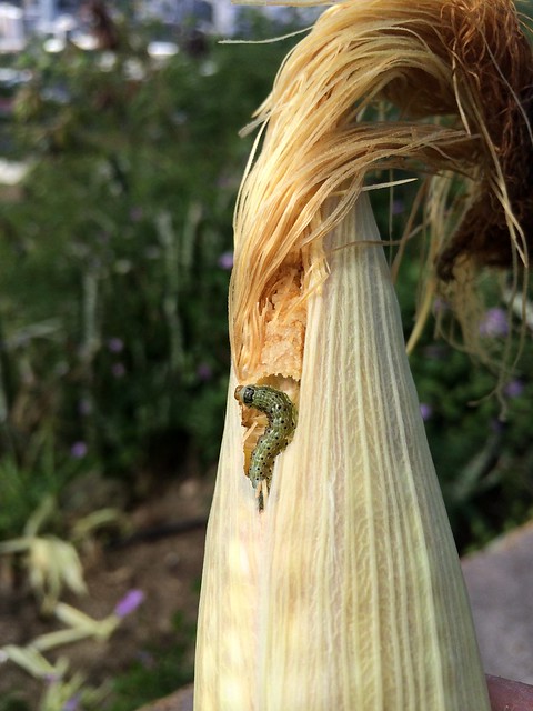 Corn earworm (Helicoverpa zea)