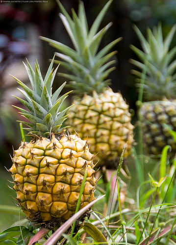 travel vacation usa macro nature hawaii view maui pineapple hawaiian canon60d
